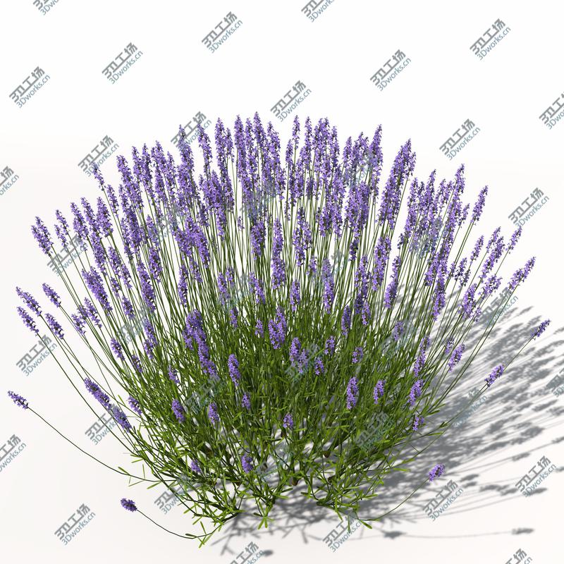 images/goods_img/202104092/XfrogPlants Lavender/5.jpg